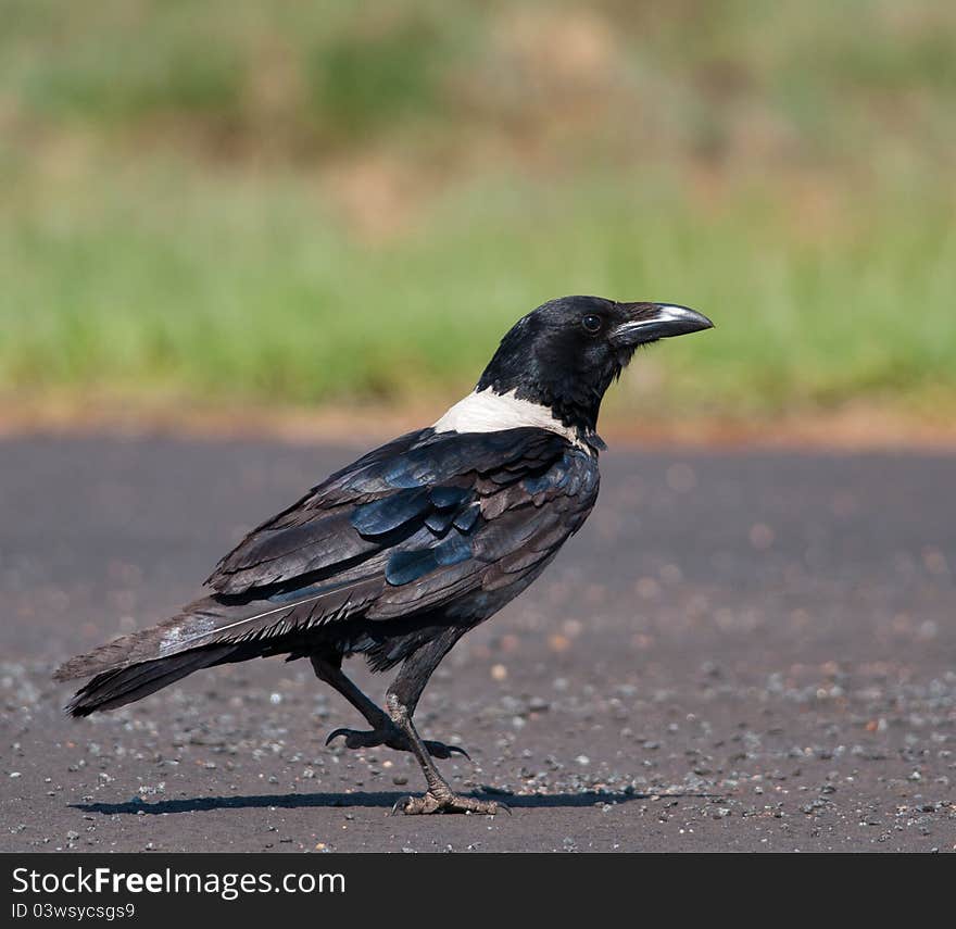 Pied Crow On Road