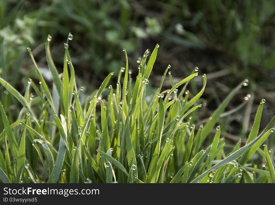 Green grass, covered morning dew. Green grass, covered morning dew.