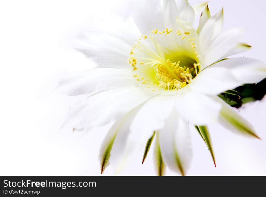 Cactus flower