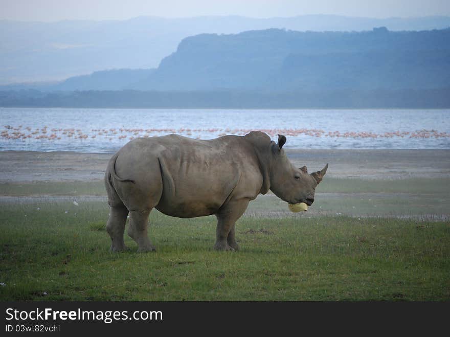 This Rhino was spotted on the shore of Lake Nakuru, Kenya. Unfortunately, he had tried to chew a piece of plastic debris left on the shore - as it was stuck to his jaw he was unable to eat and was becoming increasingly frustrated!. This Rhino was spotted on the shore of Lake Nakuru, Kenya. Unfortunately, he had tried to chew a piece of plastic debris left on the shore - as it was stuck to his jaw he was unable to eat and was becoming increasingly frustrated!