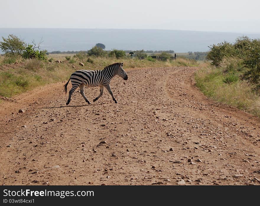 Zebra crossing the road, Masai Mara, Kenya