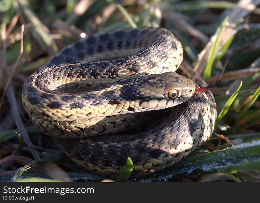 Coiled up snake using smelling senses. Coiled up snake using smelling senses