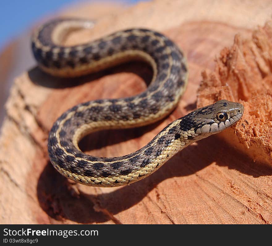 Garter snake is on gaurd