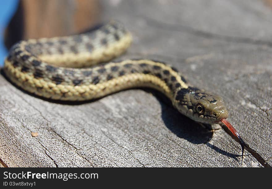 Garter snake smelling