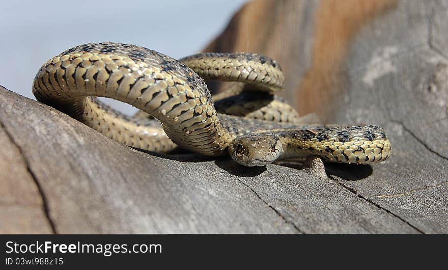 Garter snake in tree ready for attack