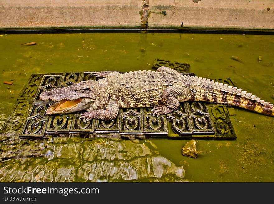 The Crocodile in zoo , thailand