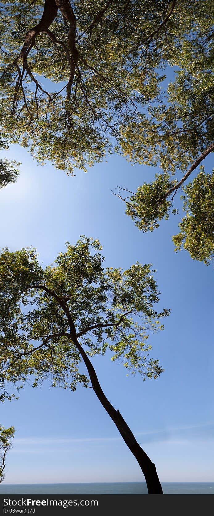 Low angle view in a forest of trees