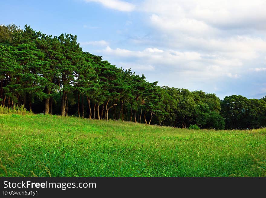 Beautiful green meadow on a sunny day of summer. Beautiful green meadow on a sunny day of summer