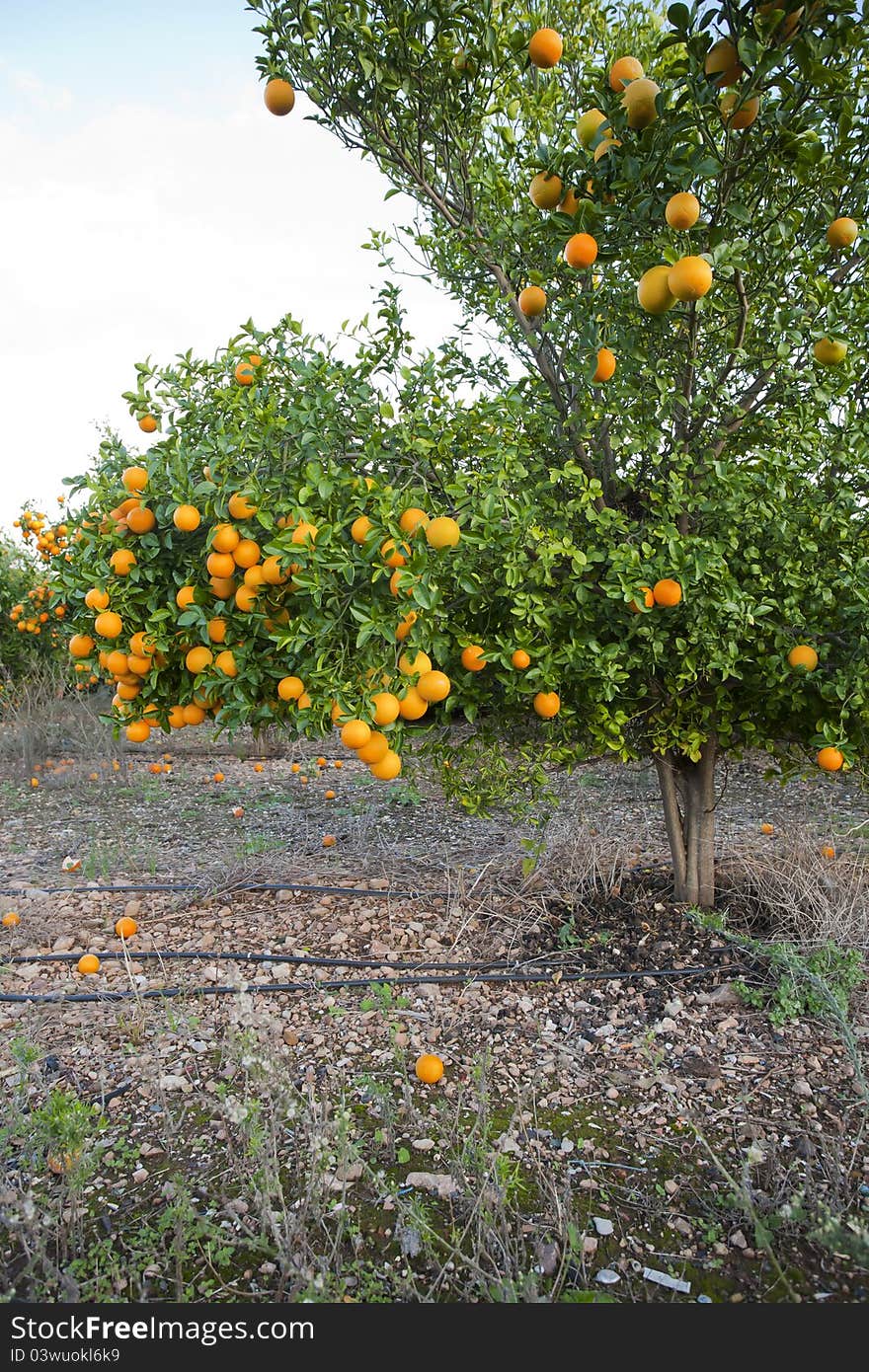 Valencia orange trees