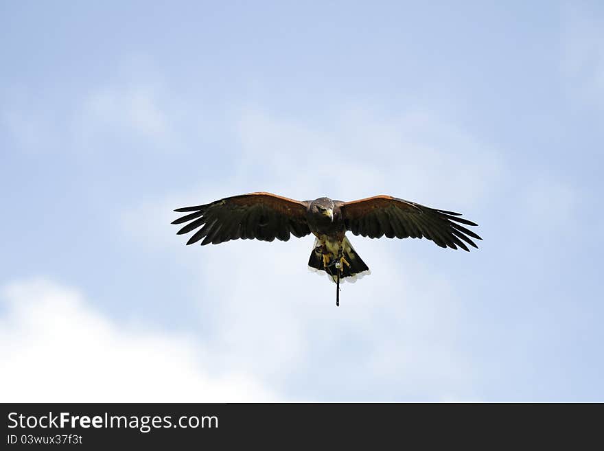 Female Harris Hawk hunting over head. Female Harris Hawk hunting over head