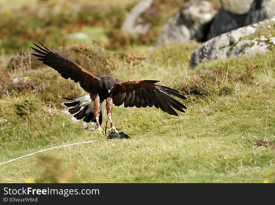 Falconers Harris Hawk landing on the lure. Falconers Harris Hawk landing on the lure