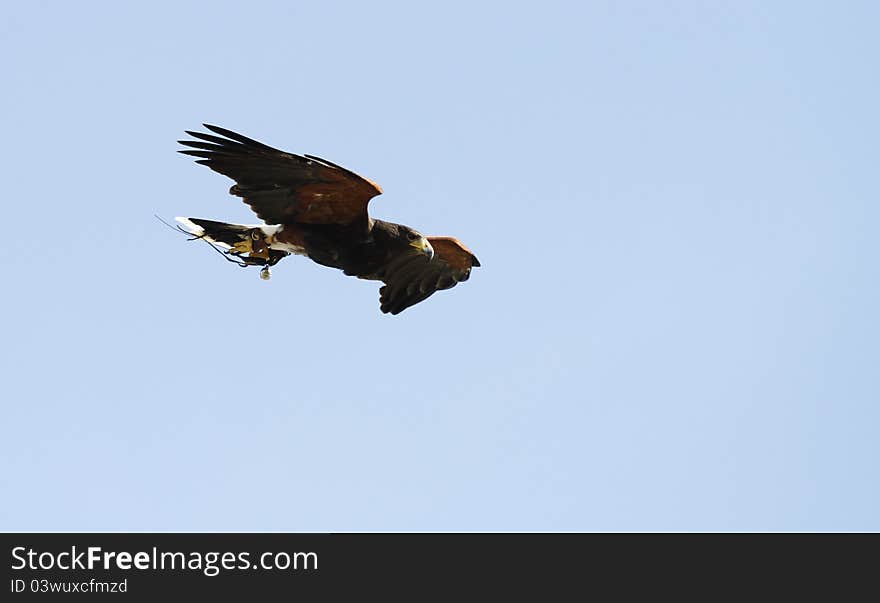 Harris Hawk flying into the wind. Harris Hawk flying into the wind.