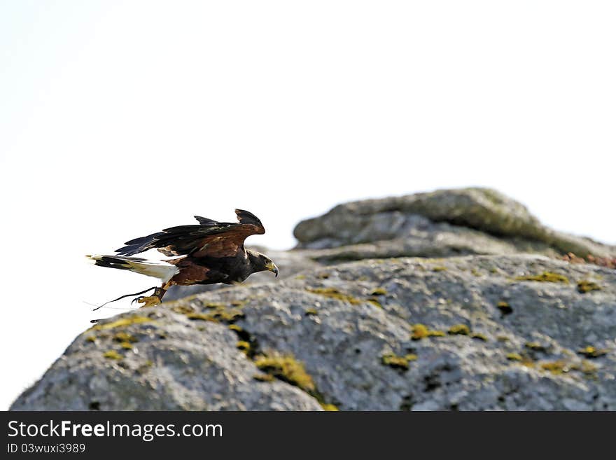 Harris Hawk flying amongst Bone Hill Rocks on Dartmoor. Harris Hawk flying amongst Bone Hill Rocks on Dartmoor