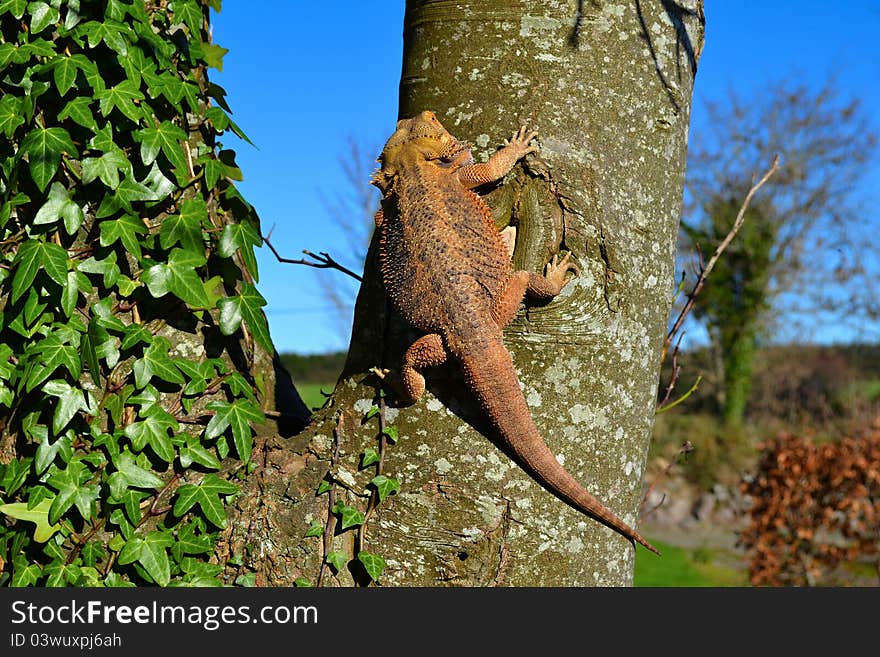 Nice bearded dragon, male on tree, pogona vitticeps