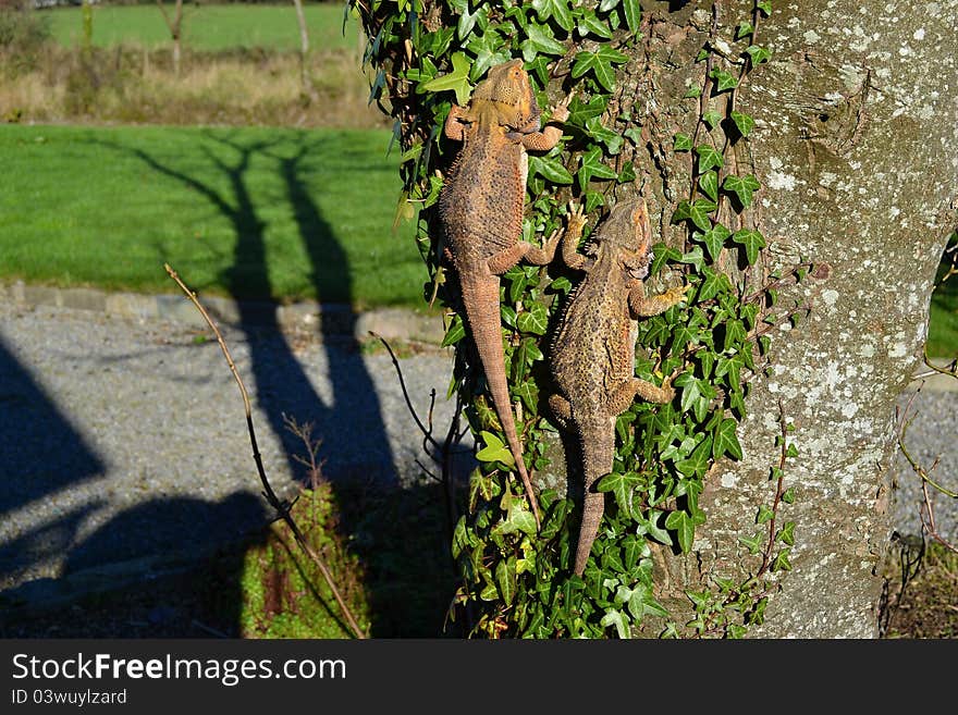 Nice bearded dragon, male and female on tree, pogona vitticeps