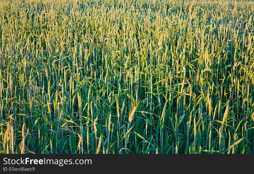 Green wheat field