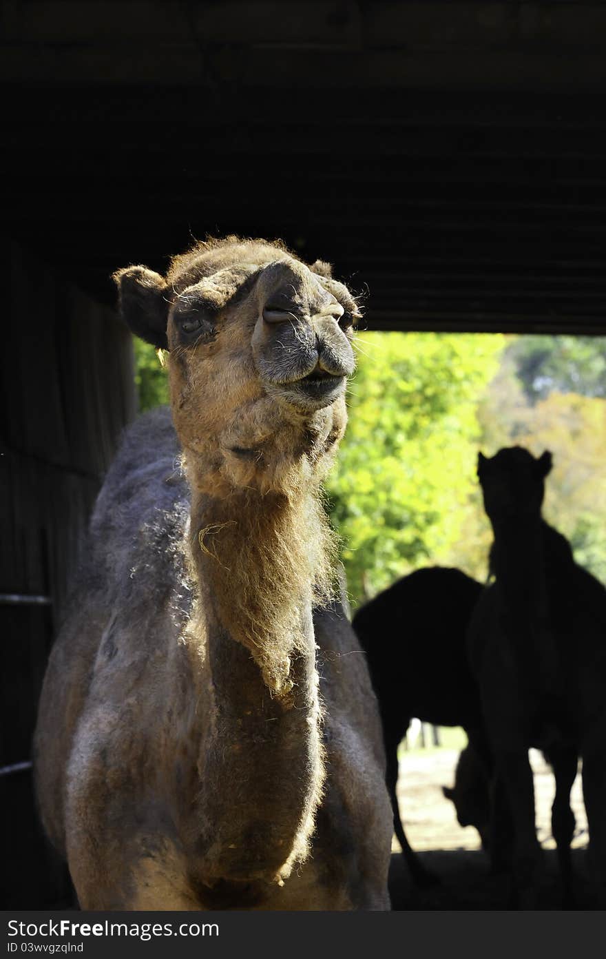 A closeup of a camel with two other camels in the background in silhouette