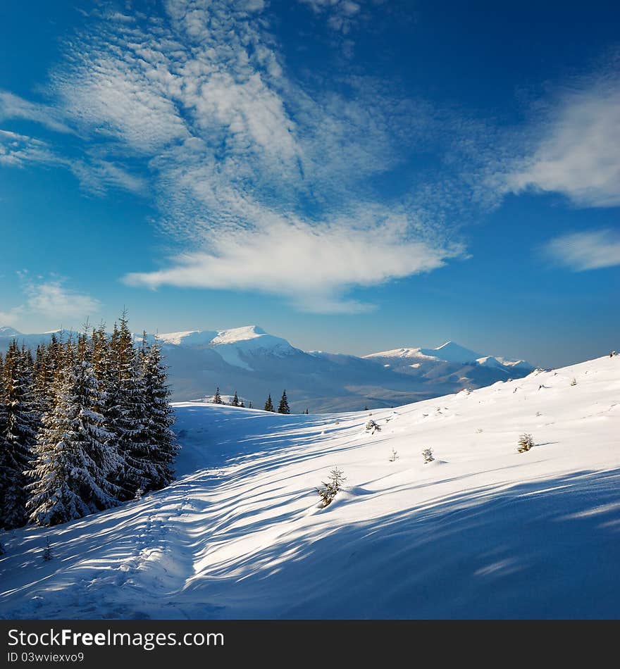 Winter landscape with fur-trees and fresh snow. Ukraine, Carpathians