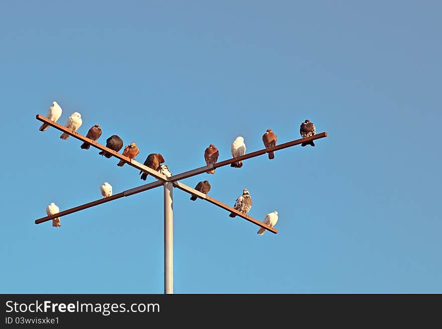 A group of pigeons are sitting on perch and basking in the sun. A group of pigeons are sitting on perch and basking in the sun