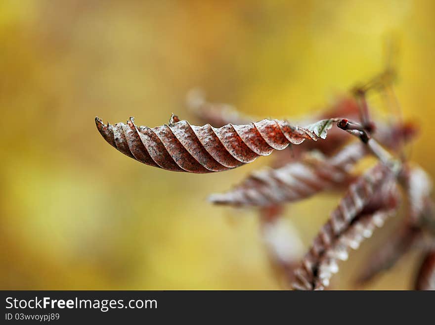 Withered leaf on autumnal background