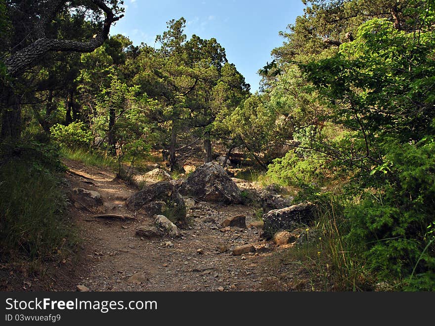 Summer trees and rocks