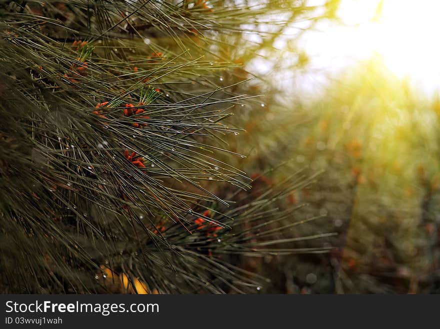 Wild Spruce with waterdrops