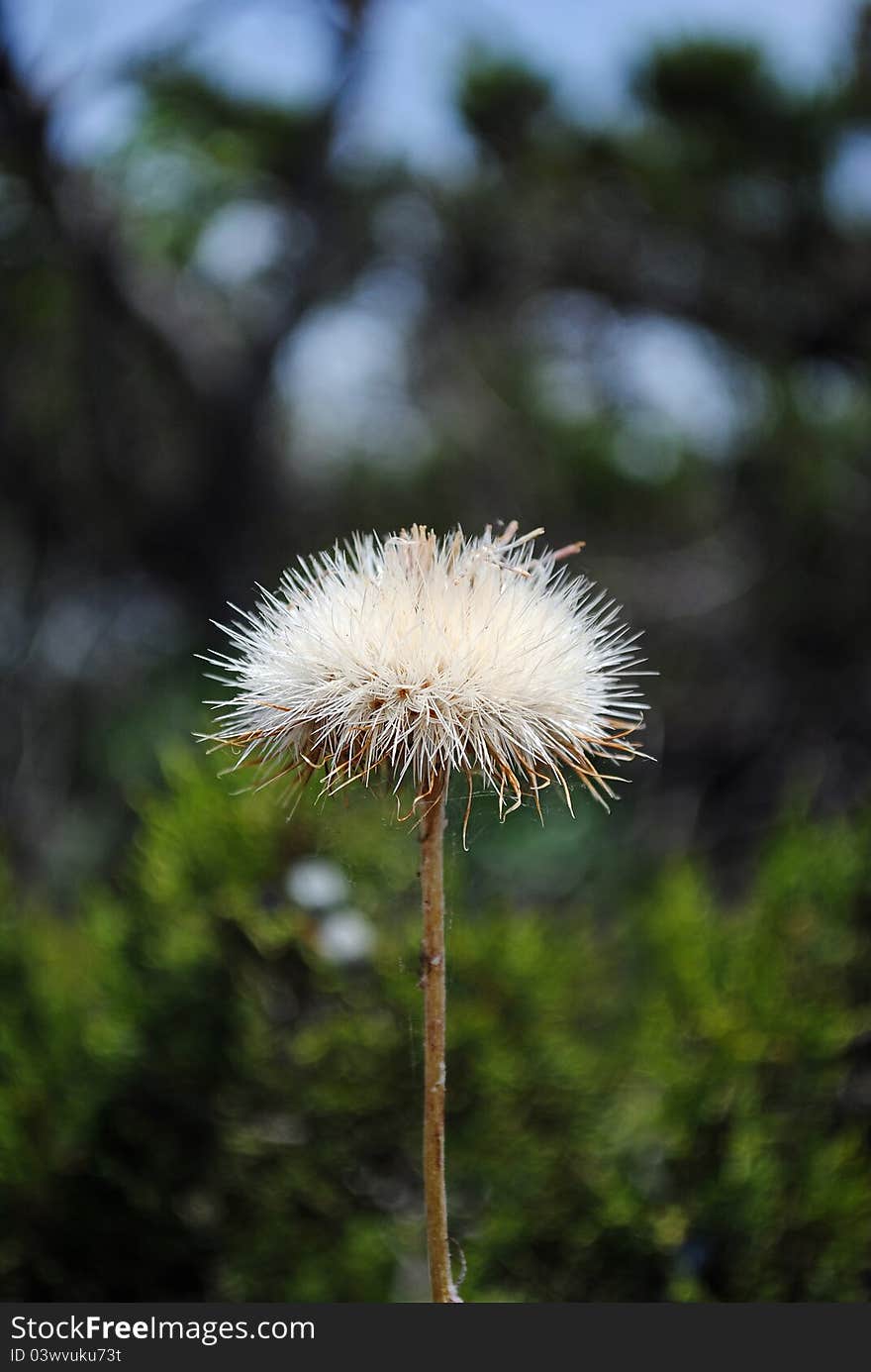 Wild dandelion it the forest