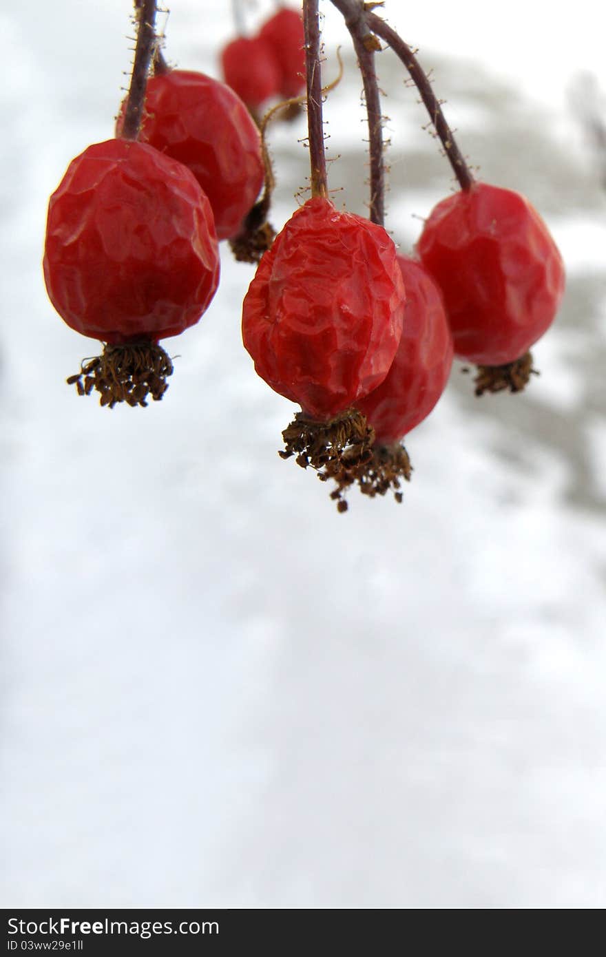 Frozen red berries with a white background.