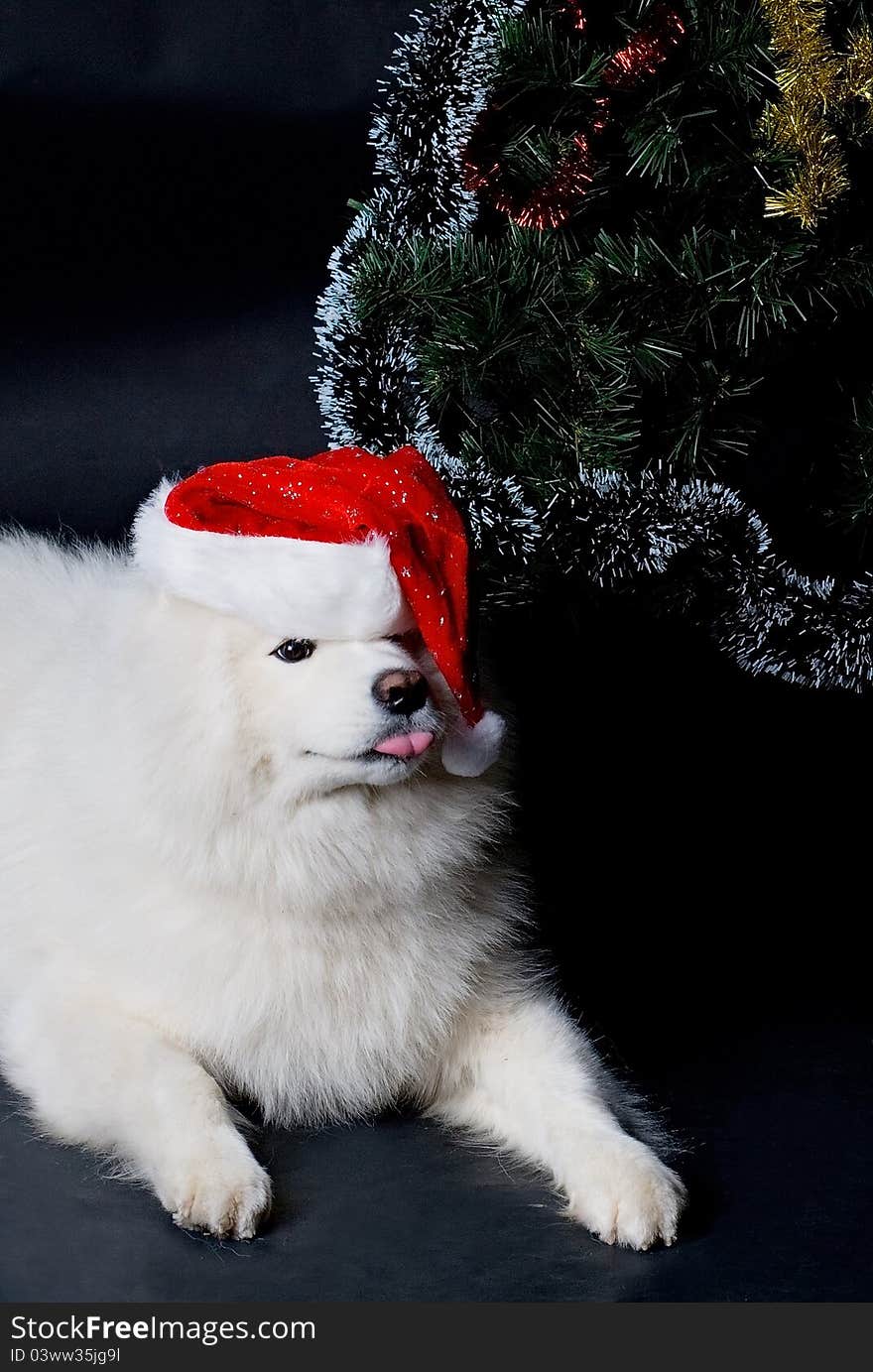 Santa-dog laying under christmas tree. Santa-dog laying under christmas tree