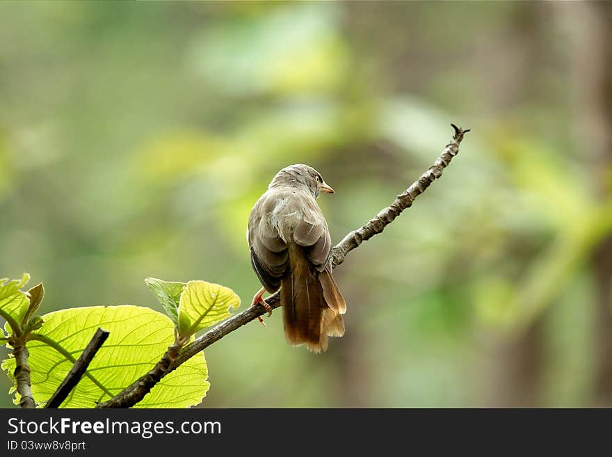 Jungle Babbler (Turdoides striata) searches for food in a early morning. The Jungle Babbler is a common resident breeding bird in most parts of the Indian Subcontinent. They are gregarious birds that forage in small groups of six to ten birds, a habit that has given them the popular name of Seven Sisters. Jungle Babbler (Turdoides striata) searches for food in a early morning. The Jungle Babbler is a common resident breeding bird in most parts of the Indian Subcontinent. They are gregarious birds that forage in small groups of six to ten birds, a habit that has given them the popular name of Seven Sisters.