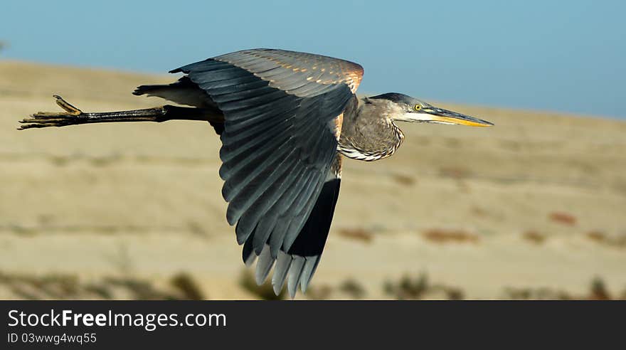 Great Blue Heron In Fligth