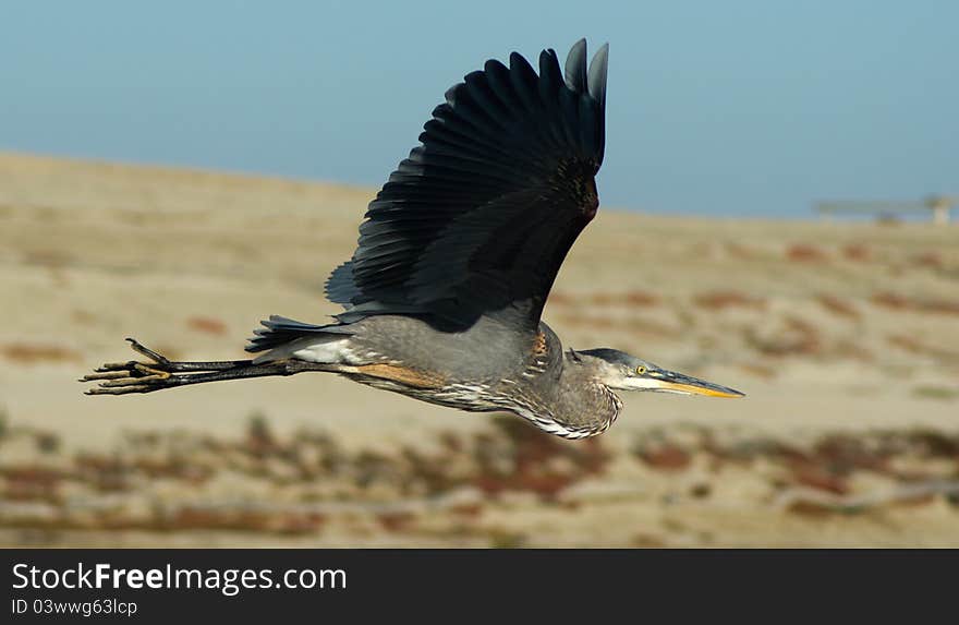 Side view of the Great Blue Heron in flight. Side view of the Great Blue Heron in flight