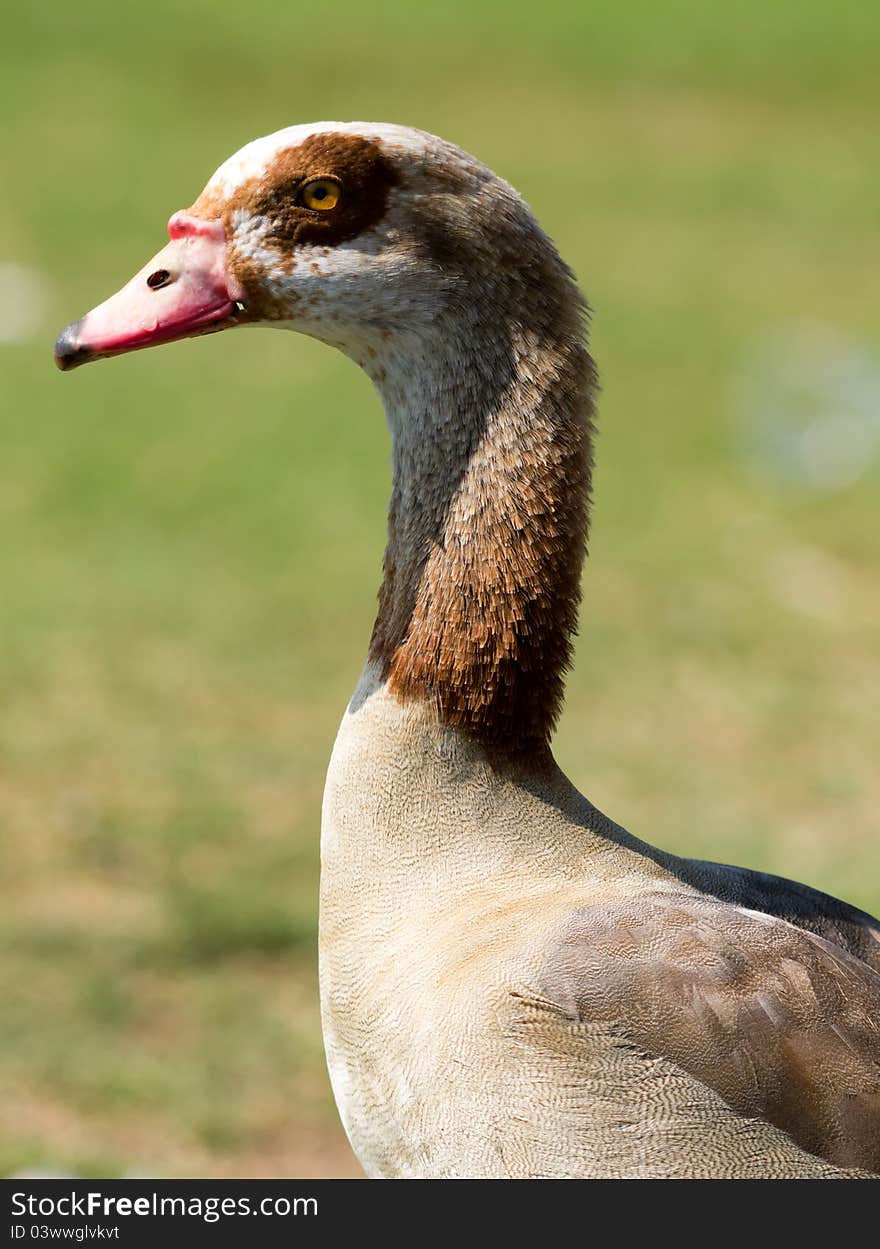 Photo of Egyptian Goose taken at Goldenwest Park in Huntington Beach, California