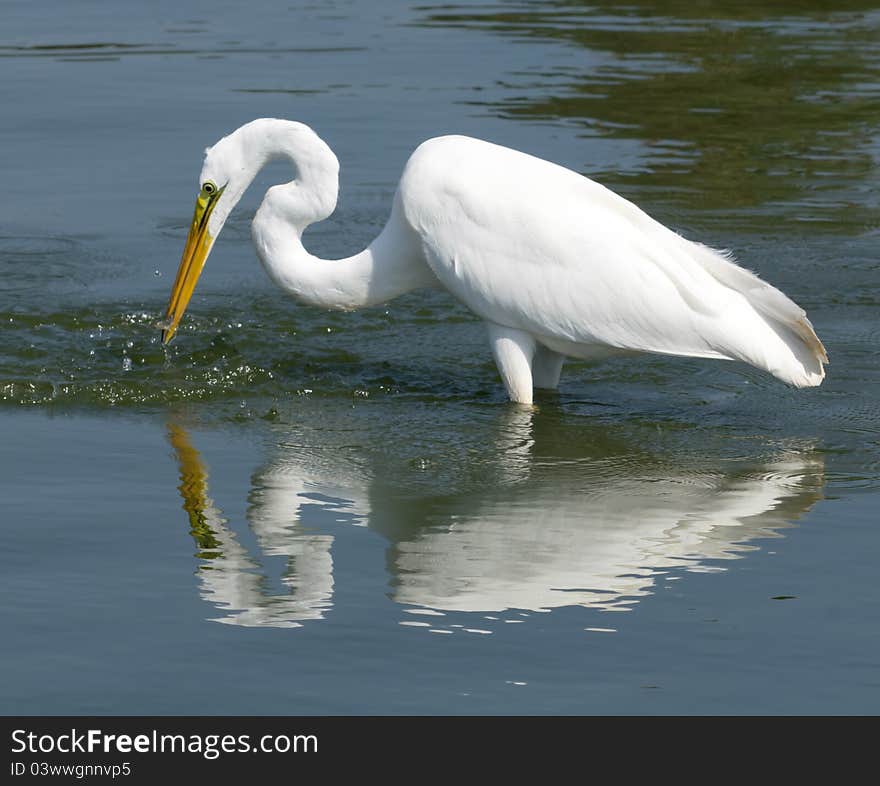 Photo of Great White Egret taken in Huntington Beach, California