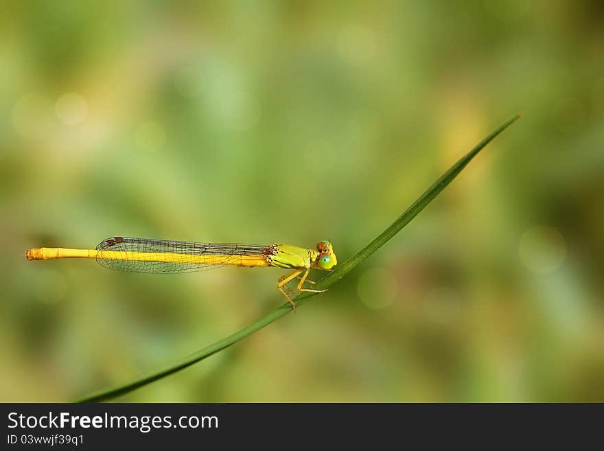 Yellow dragonfly resting on a blade of grass