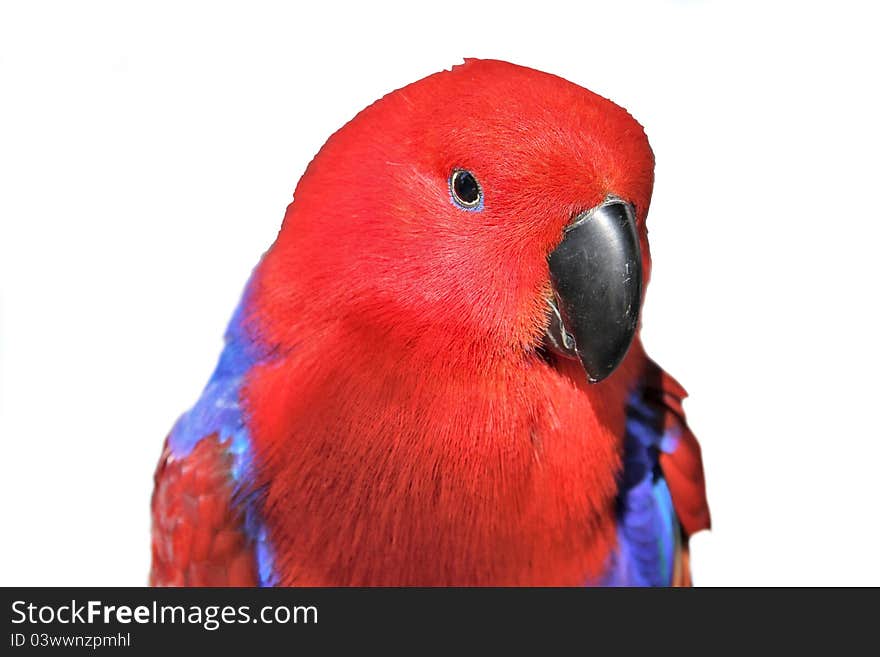 Red parrot