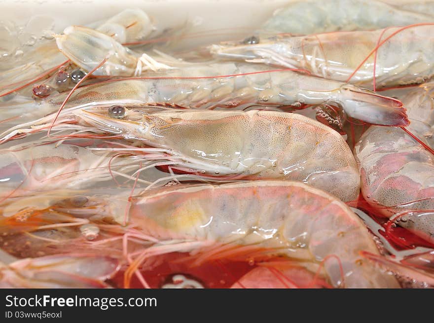 Raw Shrimp on ice from sea