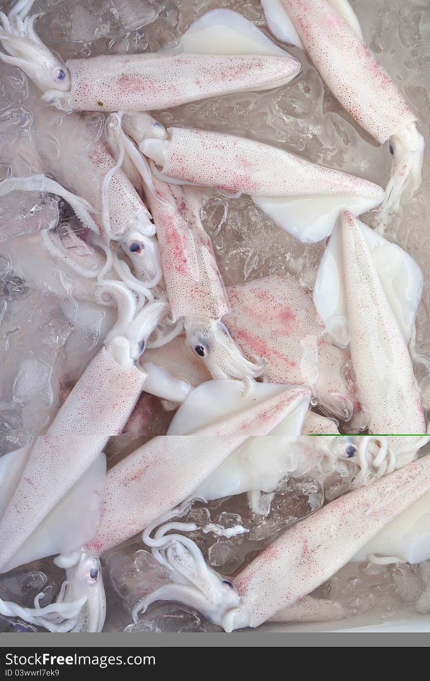 Raw squids in ice for cooking