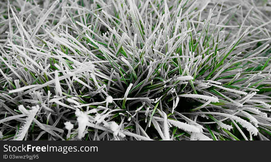 Green Grass covered by ice. Green Grass covered by ice