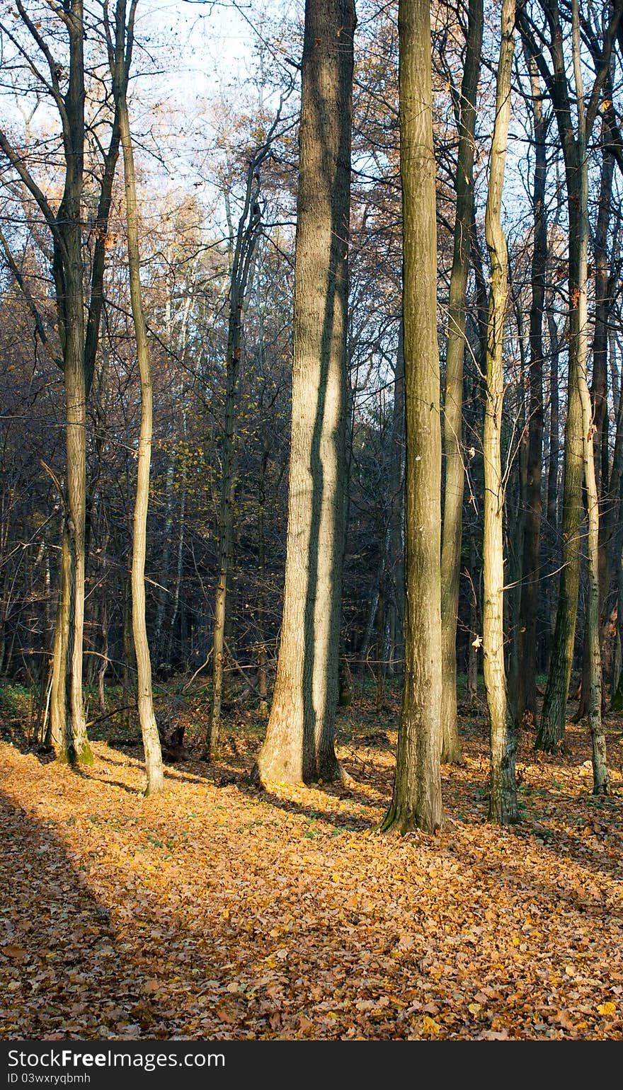 Autumn forest with fallen yellow leaves in sunny day