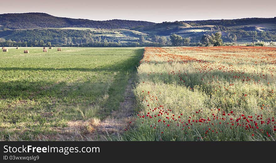 Hay and poppies