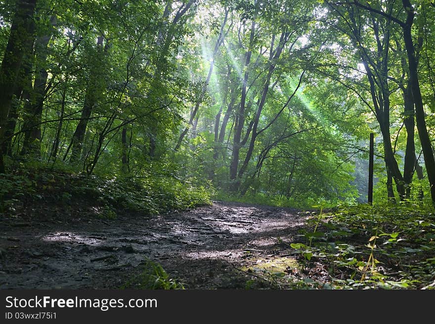 Footpath in the forest