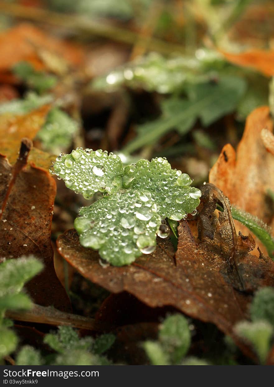 Dew drops on autumn leaves. Dew drops on autumn leaves