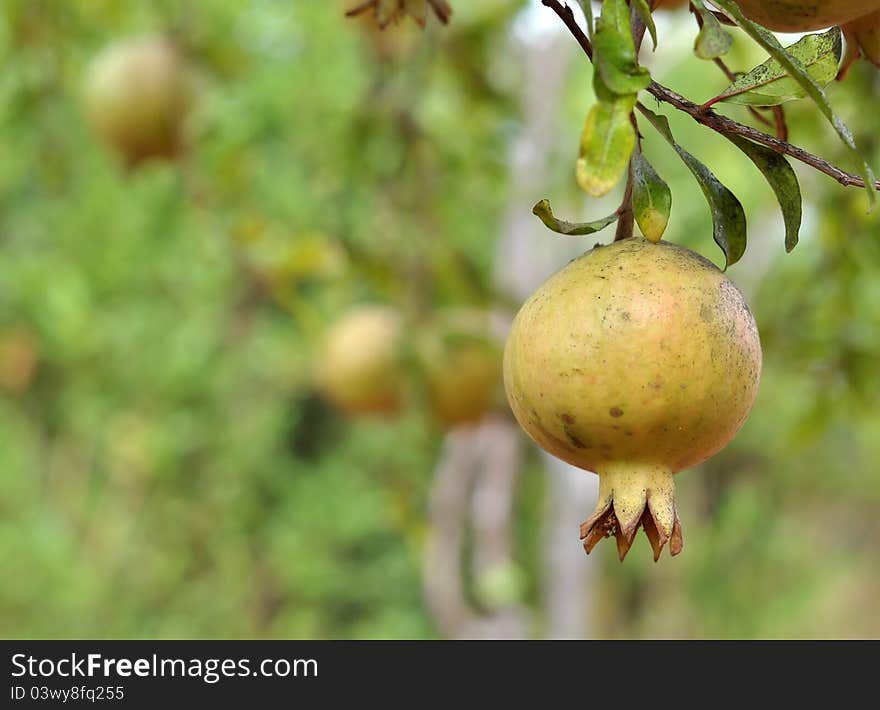 Fruits on a tree 0027