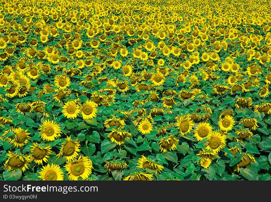 Sunflower Field