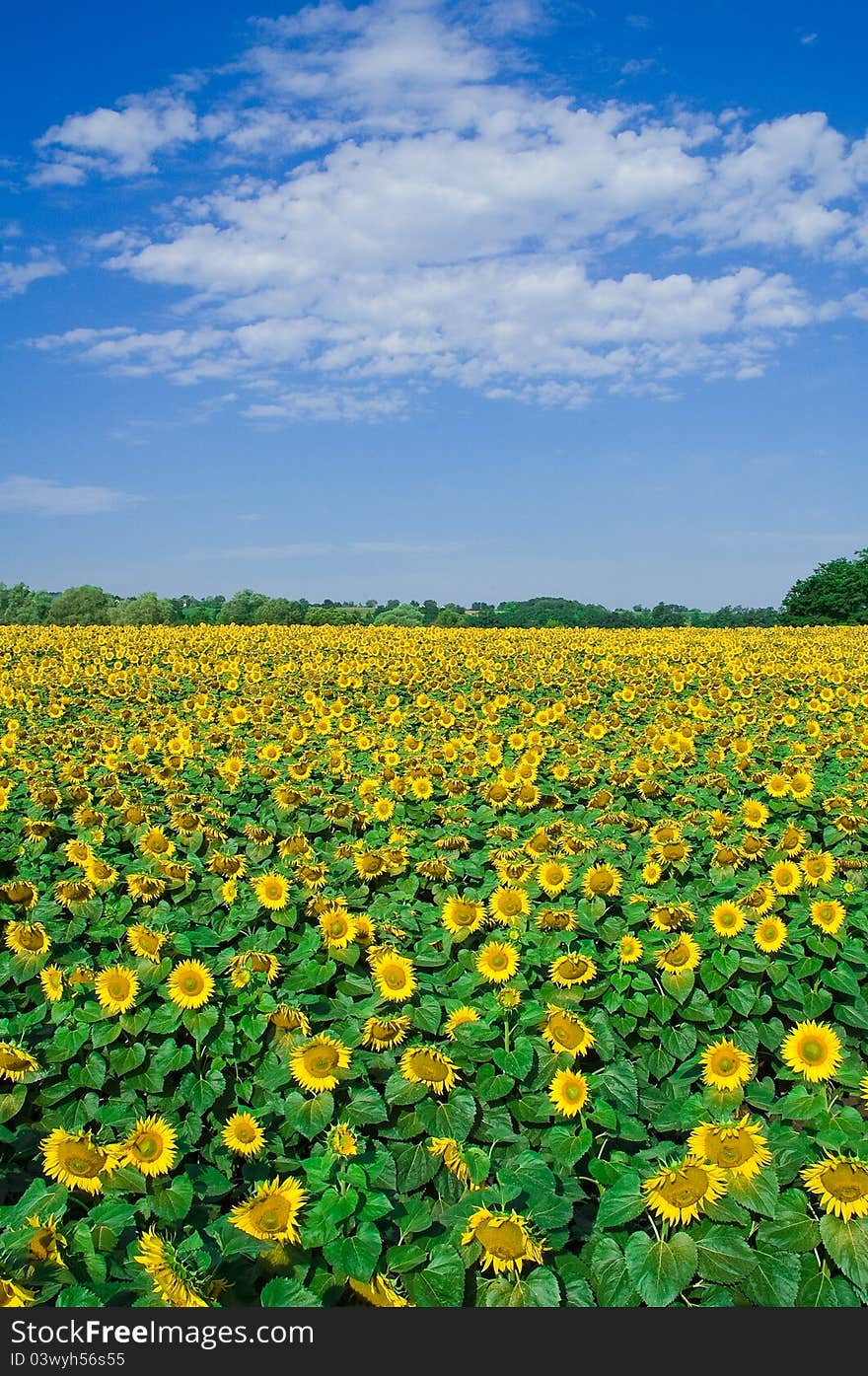 Sunflower Field with blue sky and clouds