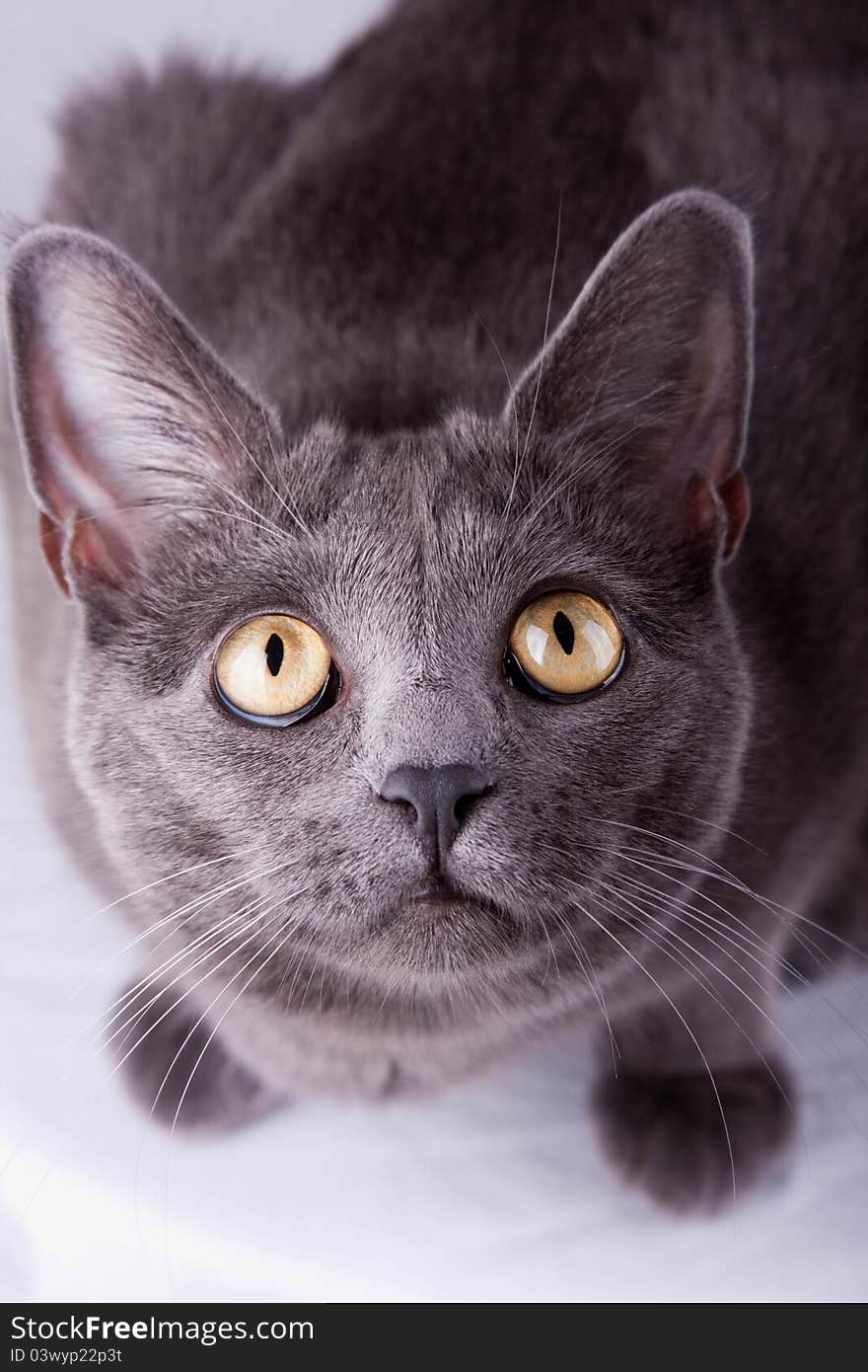 Gray Cat