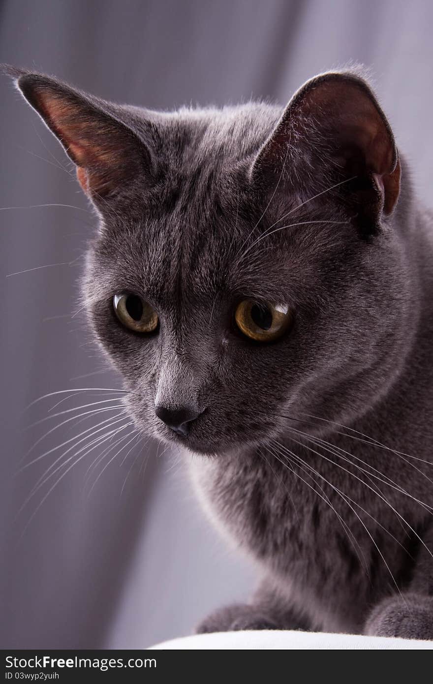 Gray Cat