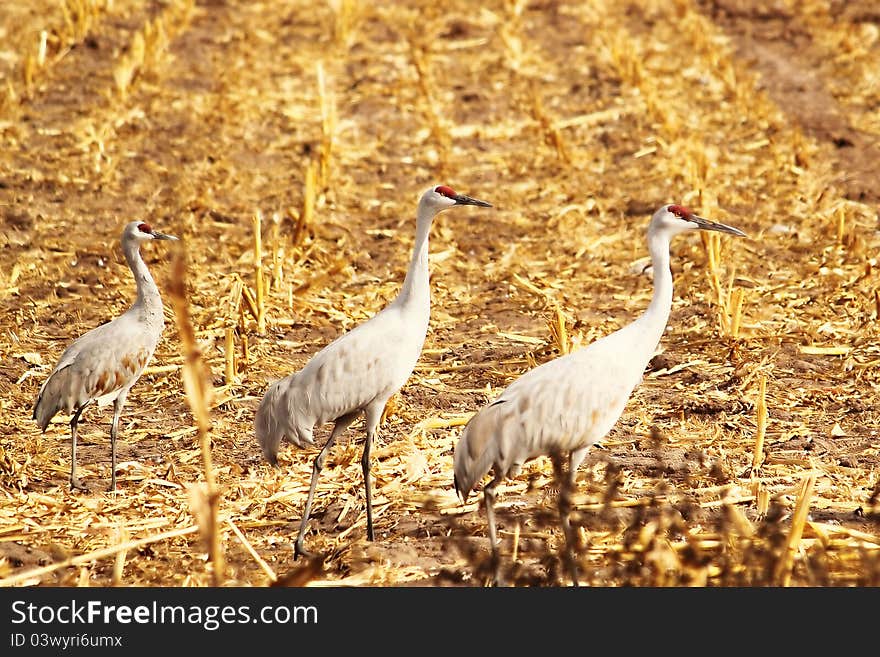 Three Sandhill Cranes