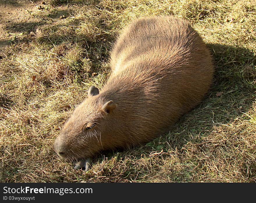 Wombats are Australian marsupials; they are short-legged, muscular quadrupeds, approximately 1 metre in length with a short, stubby tail.